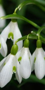 Flowers,Plants,Lily Of The Valley