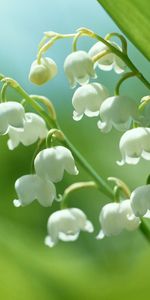 Muguet,Fleurs,Plantes