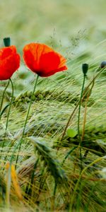 Plantas,Flores,Amapolas