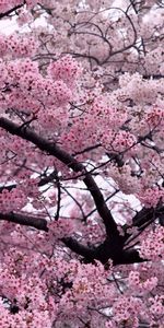 Flowers,Plants,Sakura