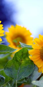 Plantas,Flores,Girasoles