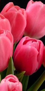 Fleurs,Tulipes,Plantes