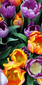 Fleurs,Tulipes,Plantes