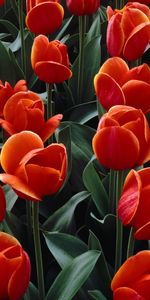 Plantes,Tulipes,Fleurs