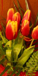 Flowers,Plants,Tulips