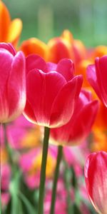 Flores,Plantas,Tulipanes