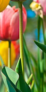 Plantas,Flores,Tulipanes