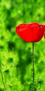 Flowers,Plants,Tulips