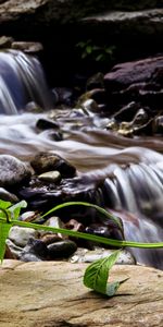 Plantas,Flores,Cascadas