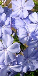 Flowers,Plumbago,Flower,Close Up