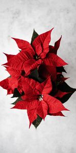 Flores,Hojas,Flor,Poinsettia,Euforbio,Spurge