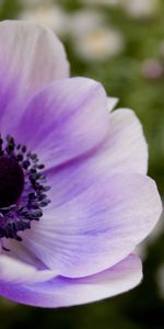 Flowers,Pollen,Stem,Stalk,Lilac,Flower