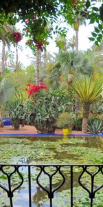 Flowers,Pond,Pots,Nature,Water Lilies,Balcony