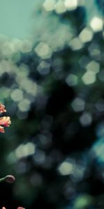 Flowers,Poppies,Blur,Smooth,Bokeh,Boquet