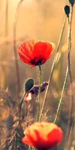 Flowers,Poppies,Blur,Smooth,Field