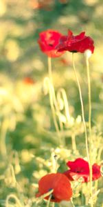 Flowers,Poppies,Blur,Smooth,Field,Summer