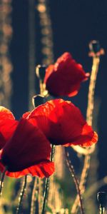 Flowers,Poppies,Boxes,Summer,Night