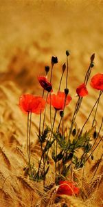 Flowers,Poppies,Ears,Spikes,Nature,Field