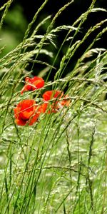 Flowers,Poppies,Ears,Spikes,Nature,Greens,Field