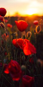 Flores,Puesta Del Sol,Campo,Amapolas