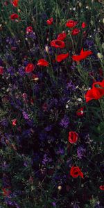 Flowers,Poppies,Field,Wild,Sokirks,Tweezers