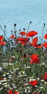 Flowers,Poppies,Glade,Polyana,Camomile