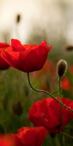 Flowers,Poppies,Greens,Field