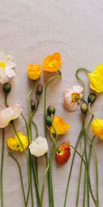 Flowers,Poppies,Herbarium