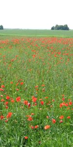 Fleurs,Paysage,Coquelicots