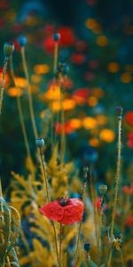 Flowers,Poppies,Macro,Blur,Smooth,Buds,Bloom,Flowering