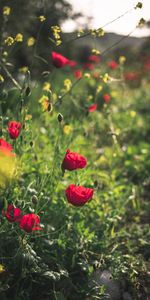 Flores,Florecer,Floración,Amapolas,Planta