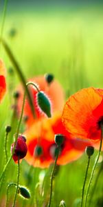 Flowers,Poppies,Plants