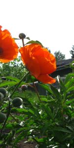 Flowers,Poppies,Plants