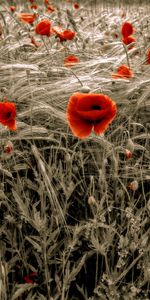 Plantes,Coquelicots,Fleurs