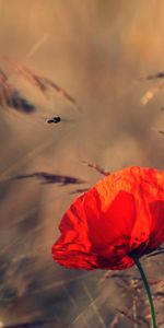 Flowers,Poppies,Plants