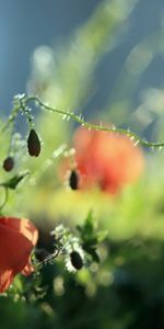 Flowers,Poppies,Plants