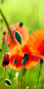 Fleurs,Plantes,Coquelicots