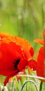 Amapolas,Plantas,Flores