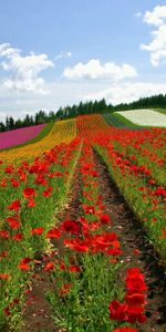 Flowers,Poppies,Rows,Ranks,Field,Nature,Japan