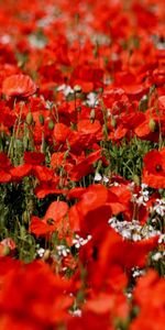 Flowers,Poppies,Sharpness,Field