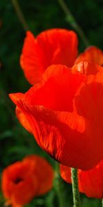 Flowers,Poppies,Stems,Close Up