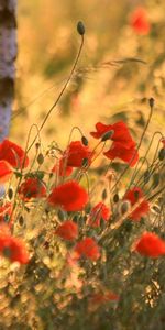 Flowers,Poppies,Summer,Blur,Smooth,Ears,Spikes