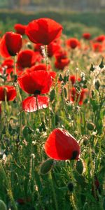 Flowers,Poppies,Summer,Greens,Field