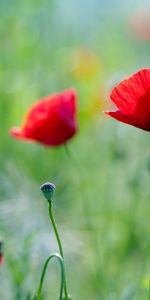 Naturaleza,Flores,Verduras,Verano,Amapolas