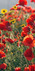 Flowers,Poppies,Summer,Greens,Sunny