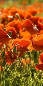 Flowers,Poppies,Summer,Sharpness,Field