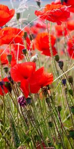 Flou,Domaine,Champ,Lisse,Fleurs,Été,Coquelicots