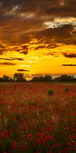 Wildflowers,Fleurs,Coucher De Soleil,Fleurs Sauvages,Coquelicots