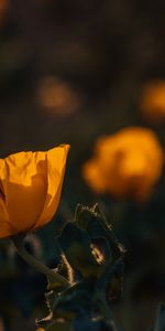 Flores,Flor,Florecer,Amapola,Planta,Floración