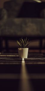 Flowers,Pot,Aloe,Plant